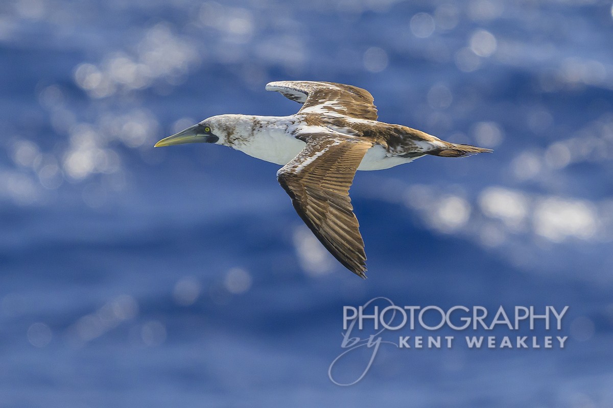 Masked Booby - Kent Weakley