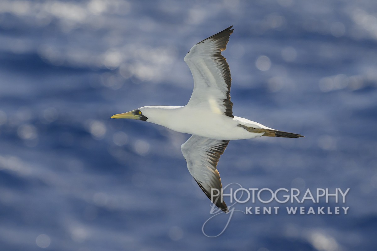 Masked Booby - Kent Weakley