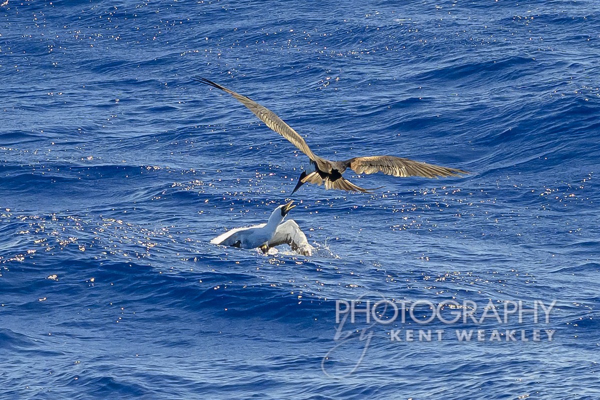 Masked Booby - Kent Weakley