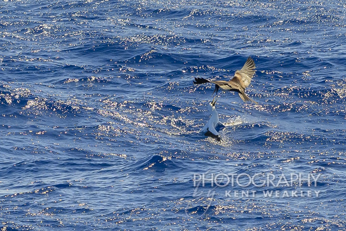 Masked Booby - ML613694979