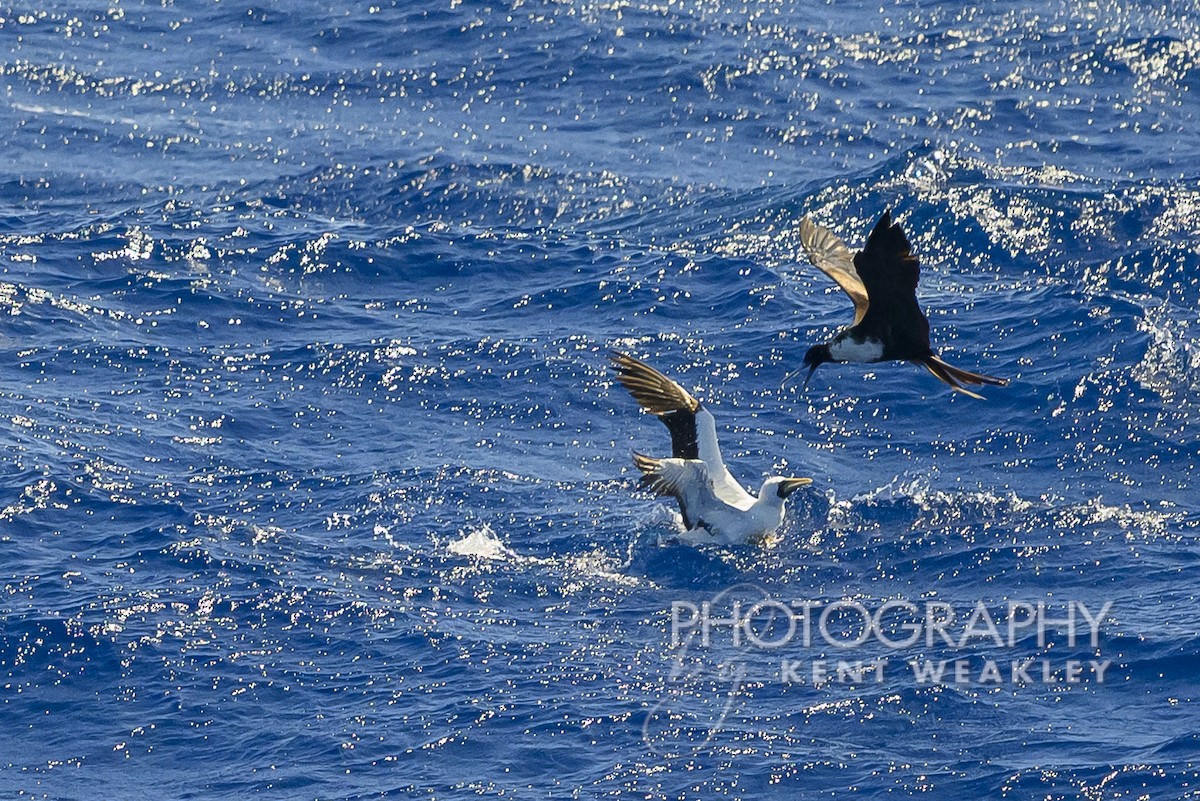 Masked Booby - Kent Weakley