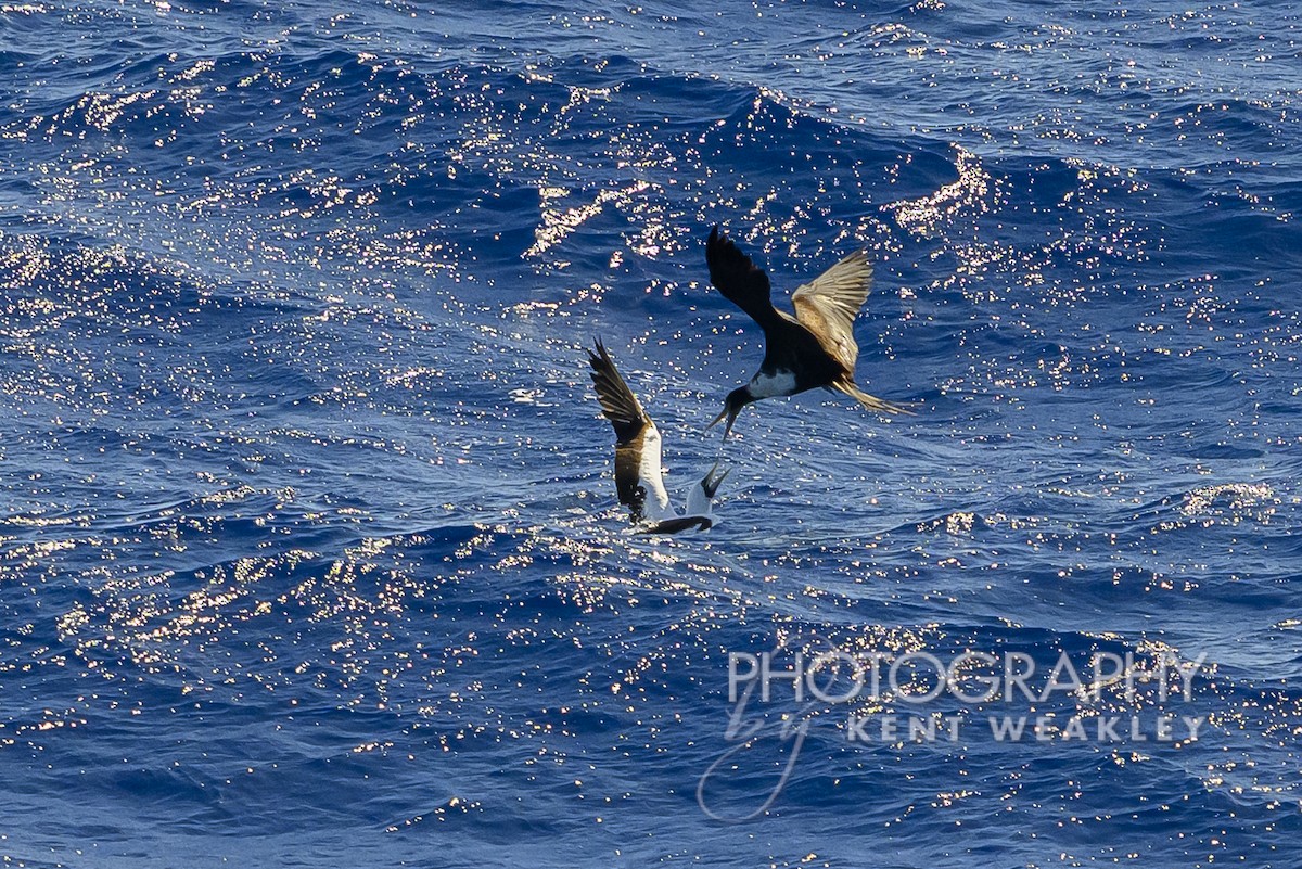 Masked Booby - ML613694982