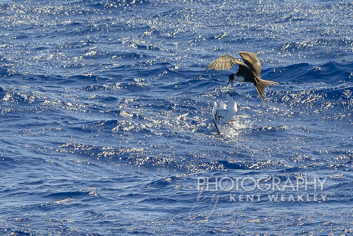 Masked Booby - ML613694985