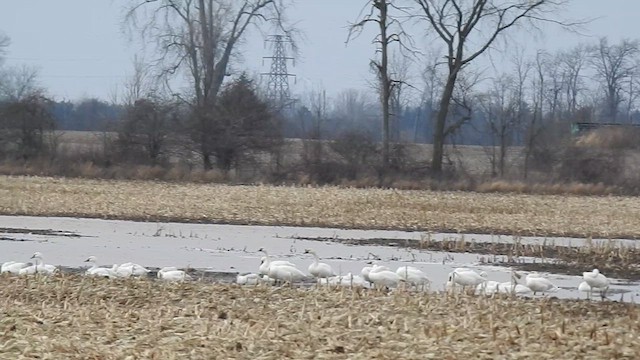 Tundra Swan - ML613695028