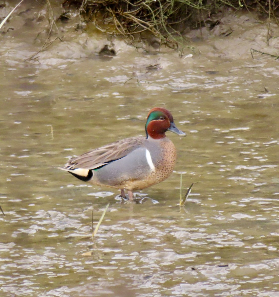 Green-winged Teal - ML613695041