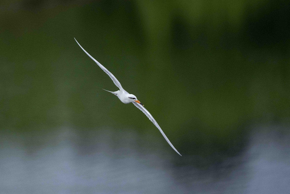 Snowy-crowned Tern - ML613695131