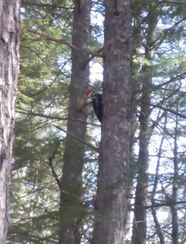 Pileated Woodpecker - ML613695159