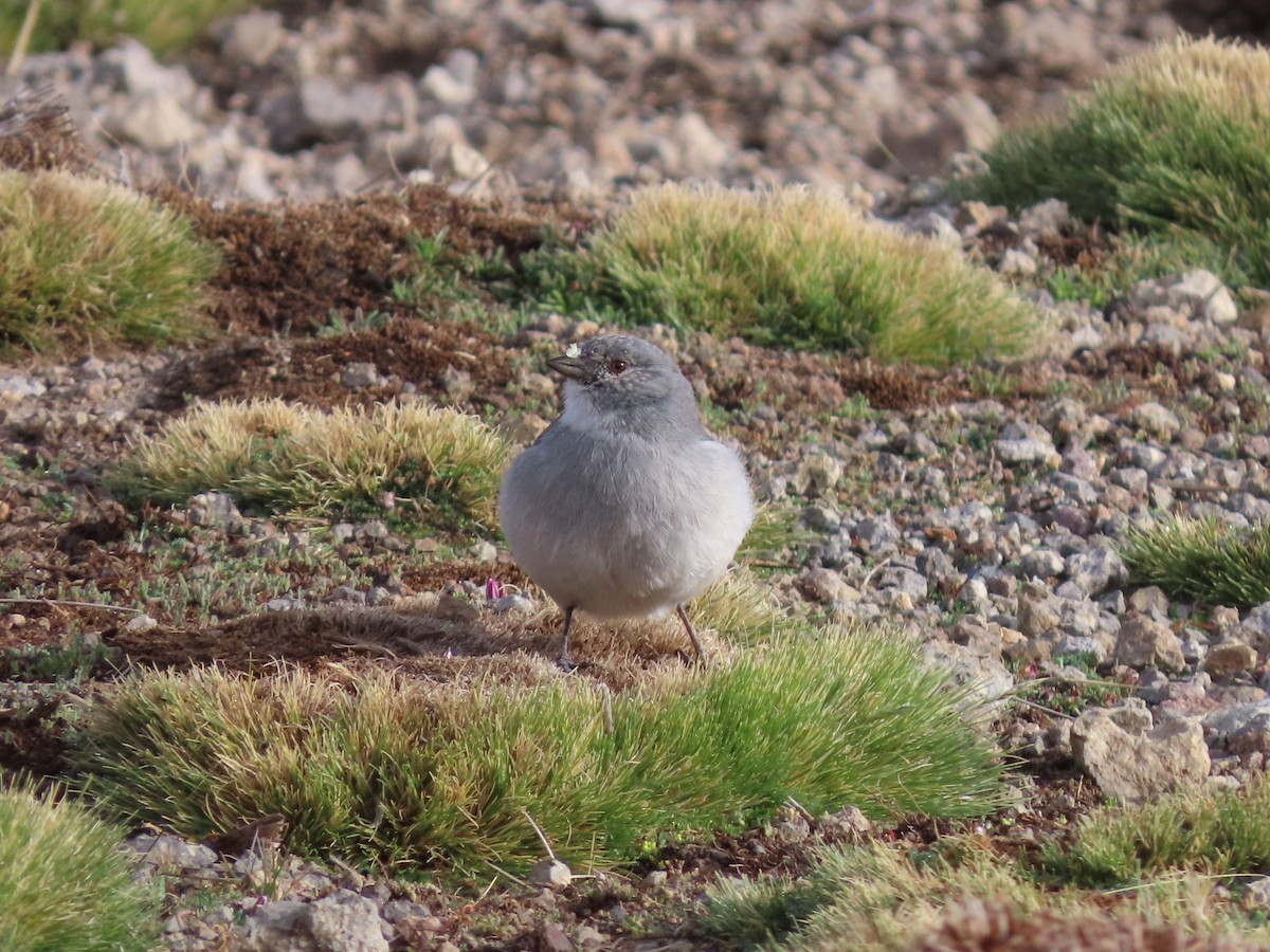 White-throated Sierra Finch - ML613695163