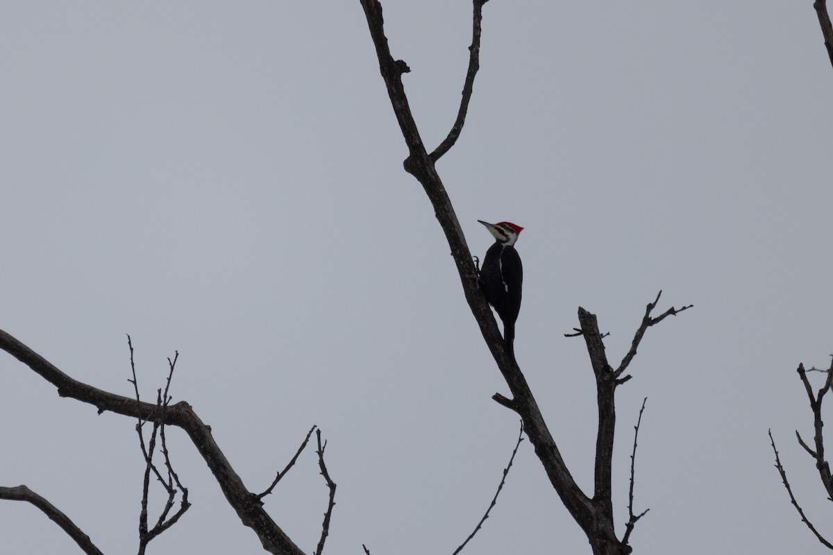 Pileated Woodpecker - ML613695213