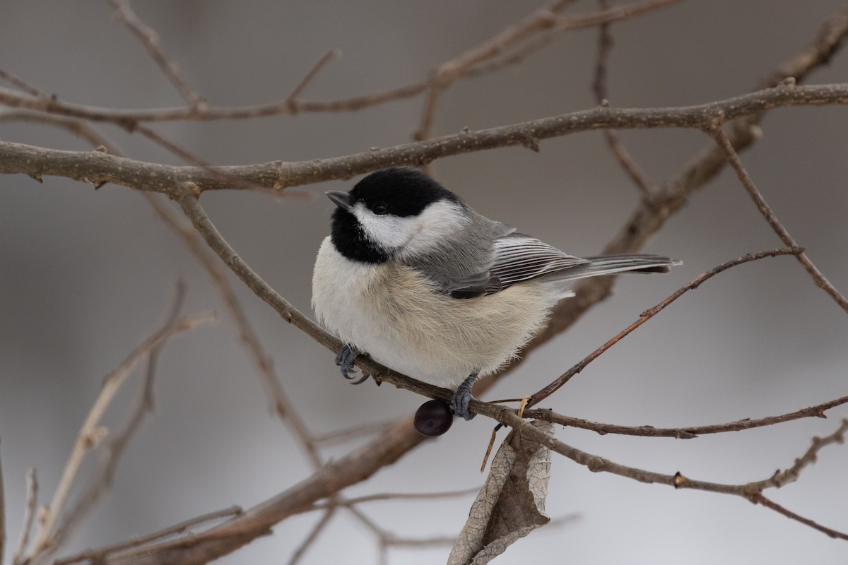 Carolina Chickadee - Andy Wilson