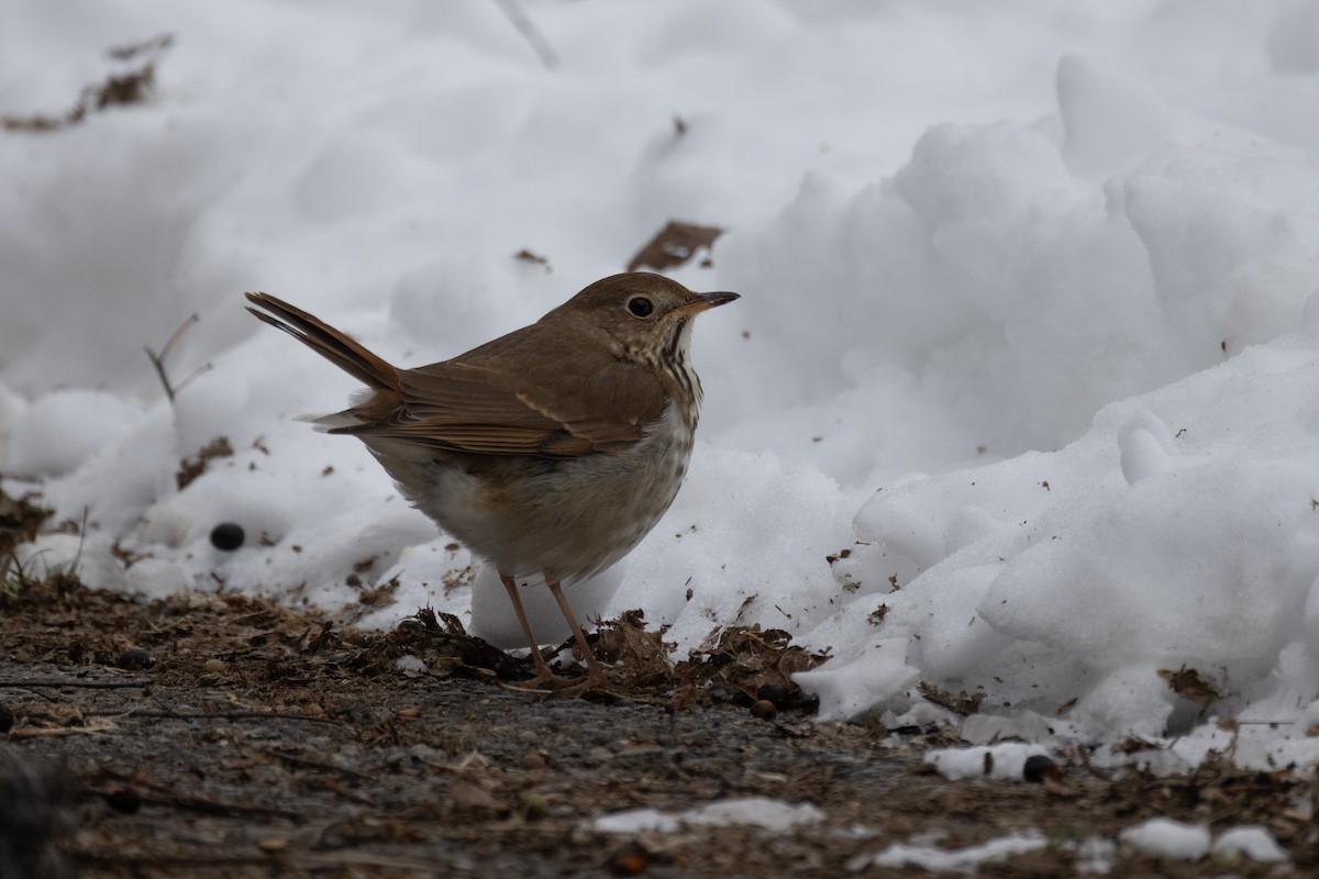 Hermit Thrush - ML613695246