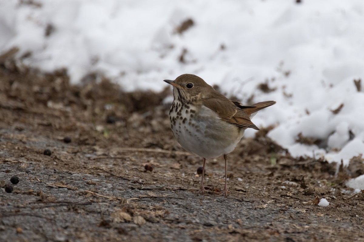 Hermit Thrush - ML613695247