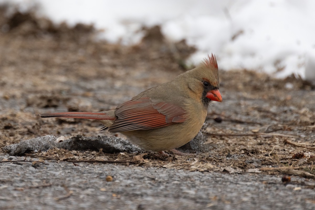 Northern Cardinal - ML613695270