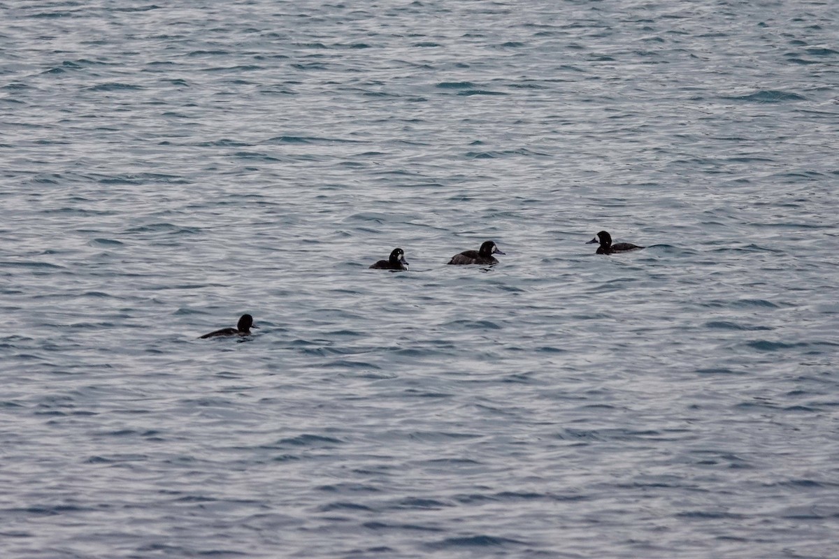 Greater Scaup - ML613695366