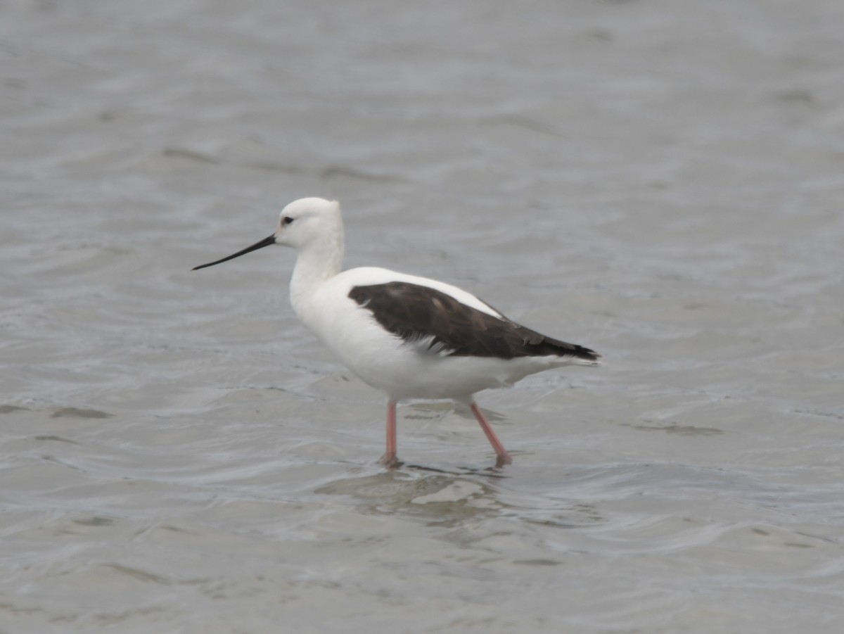 Banded Stilt - David Drews