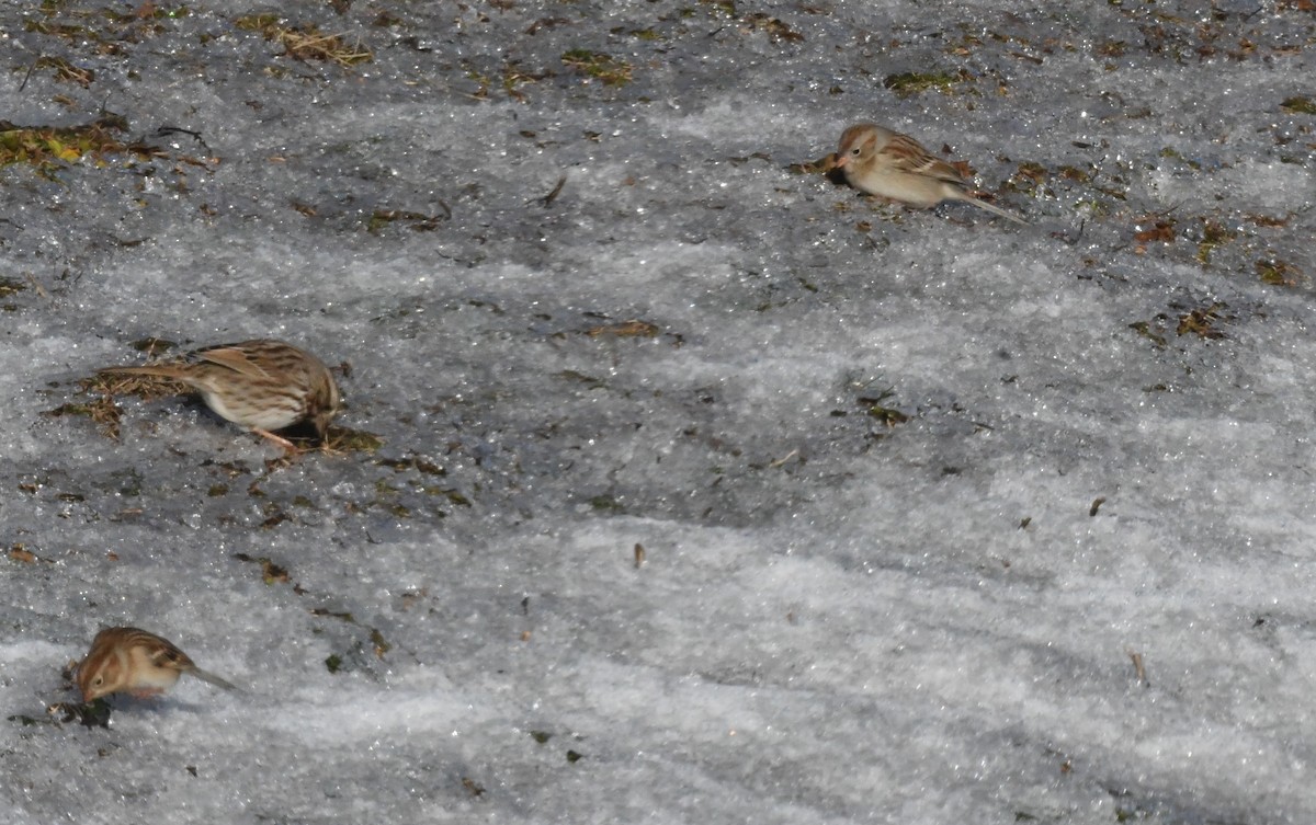 Field Sparrow - ML613695444