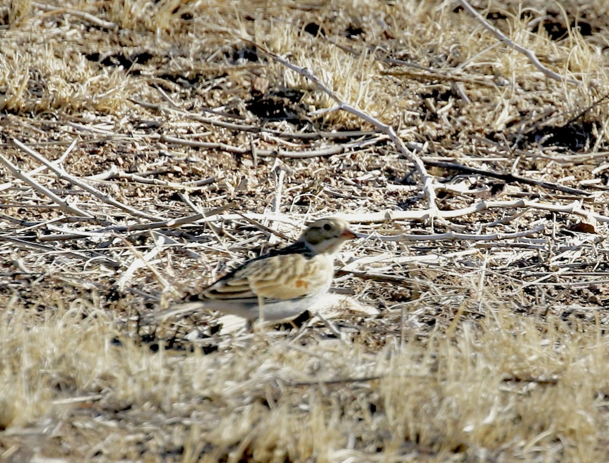 Thick-billed Longspur - Mary Backus