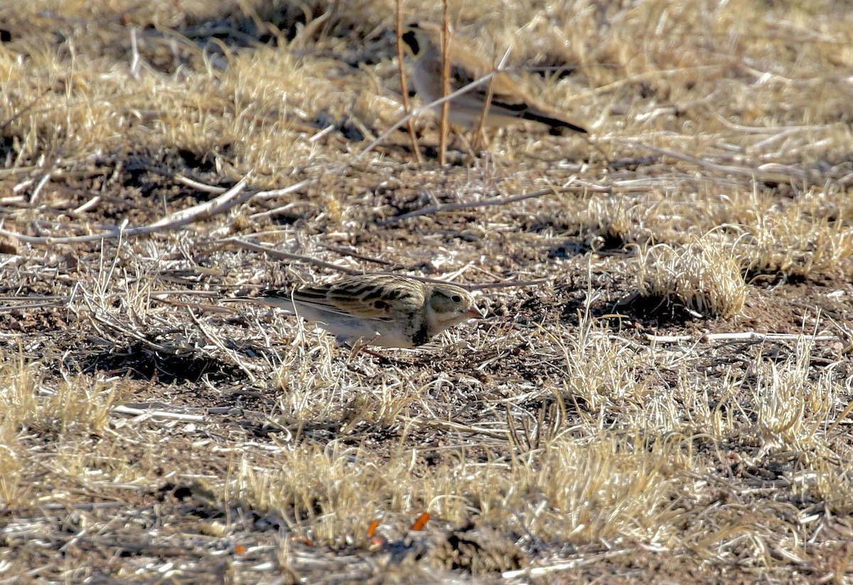 Thick-billed Longspur - Mary Backus