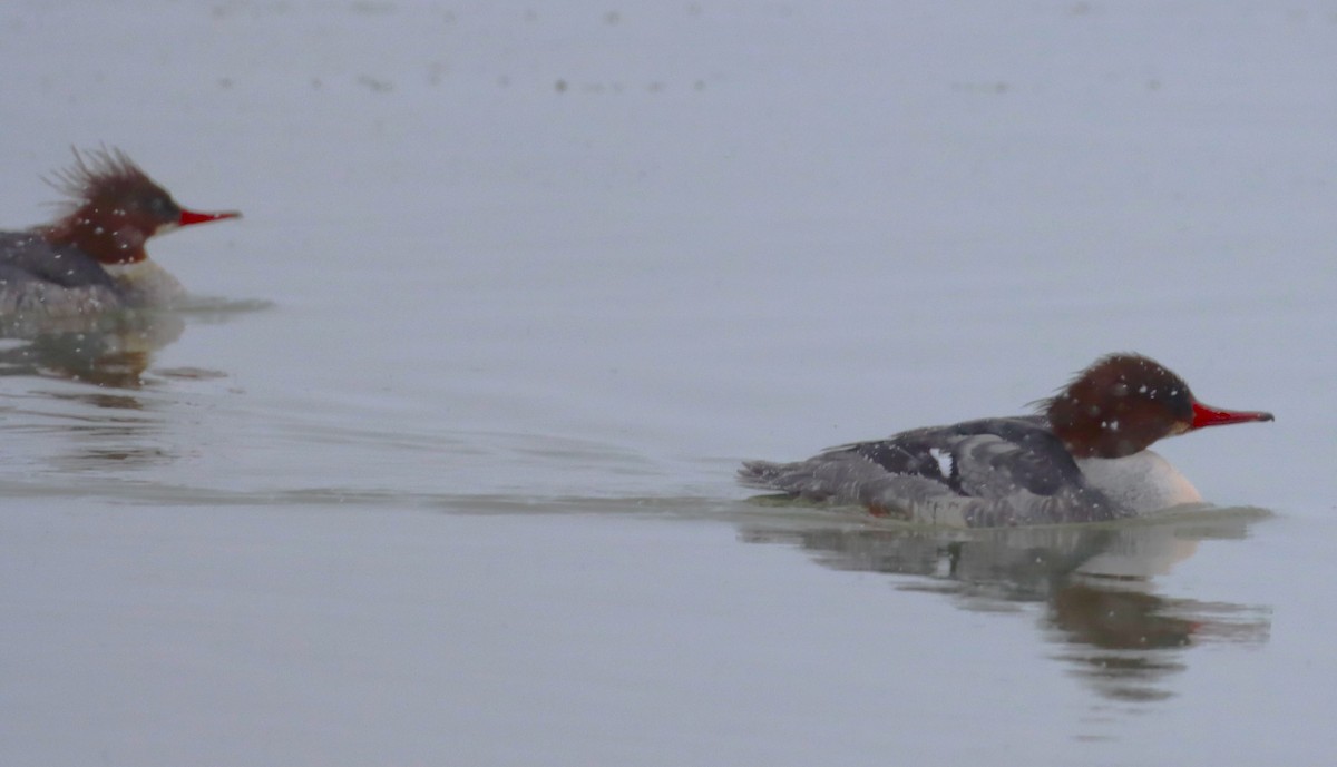 Common Merganser - Aldo Bertucci