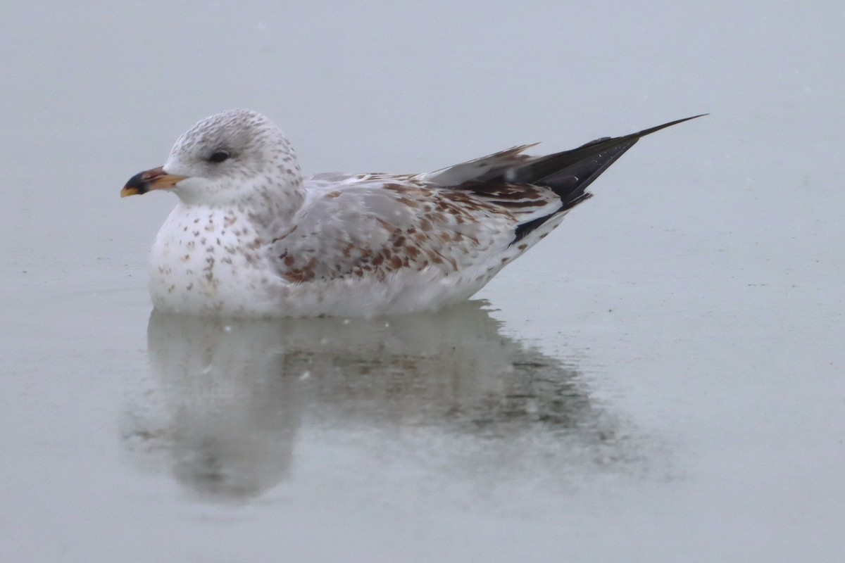 クロワカモメ - ML613695492