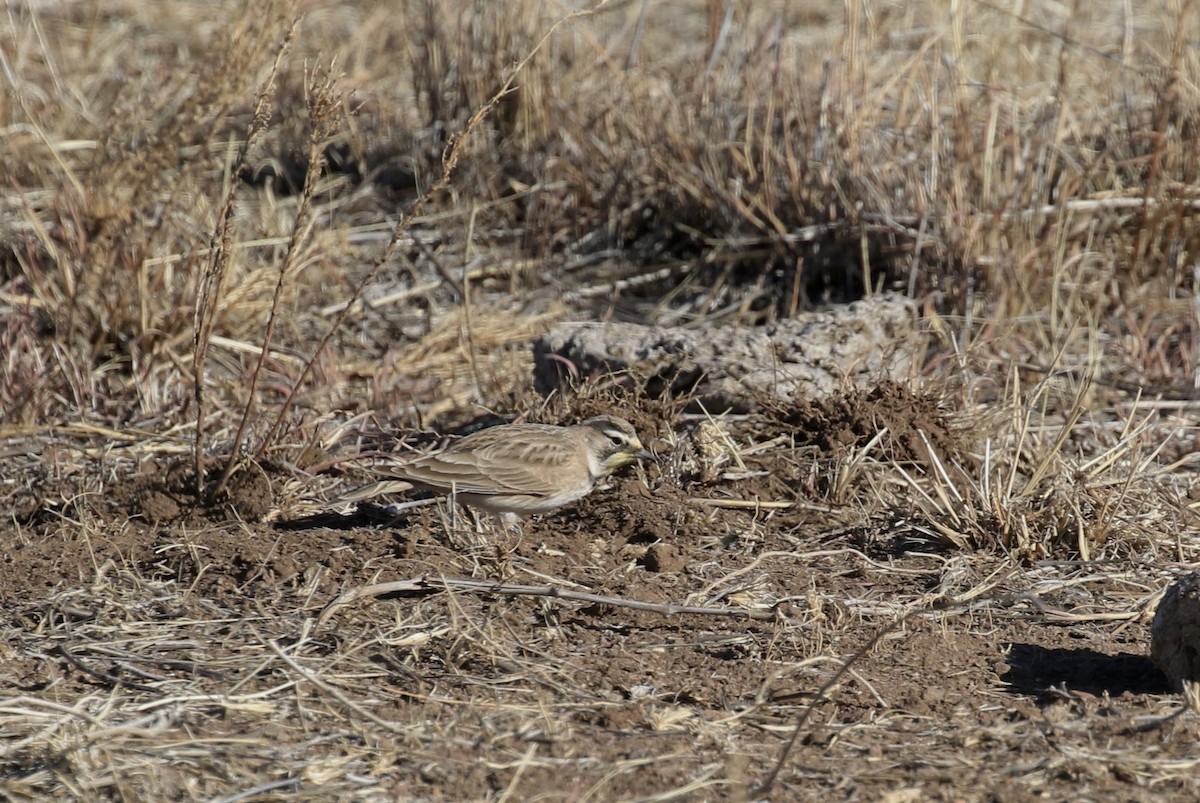 Horned Lark - Mary Backus