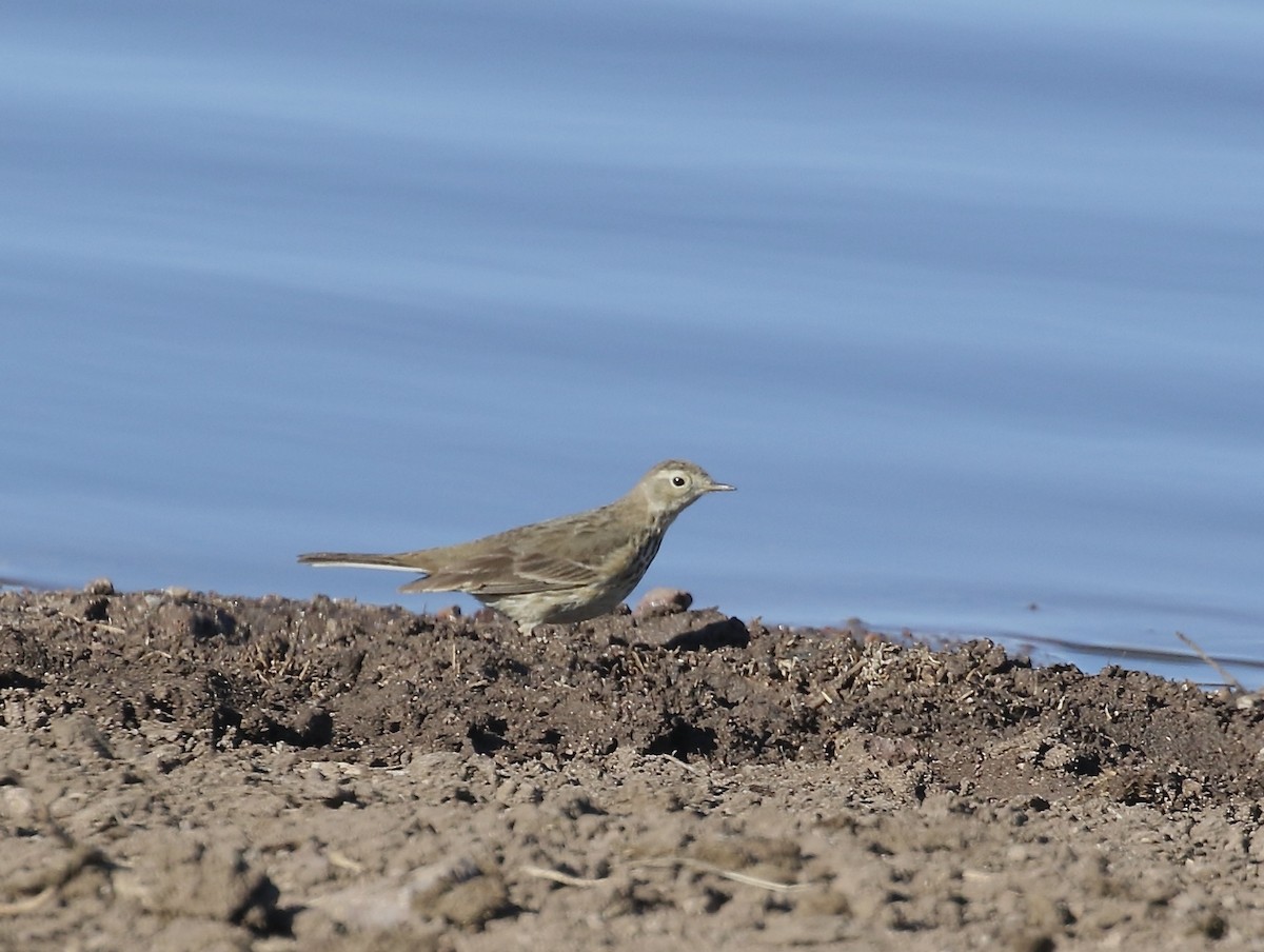 American Pipit - Mary Backus