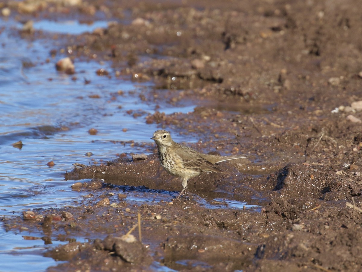 American Pipit - Mary Backus
