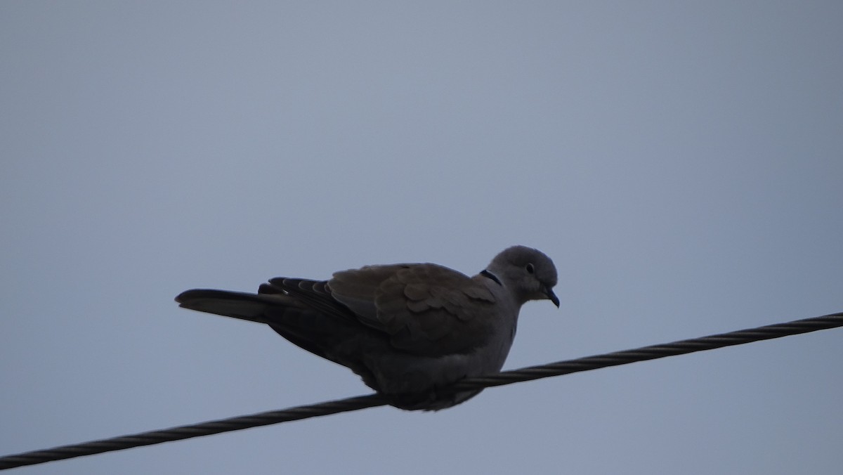 Eurasian Collared-Dove - ML613695544