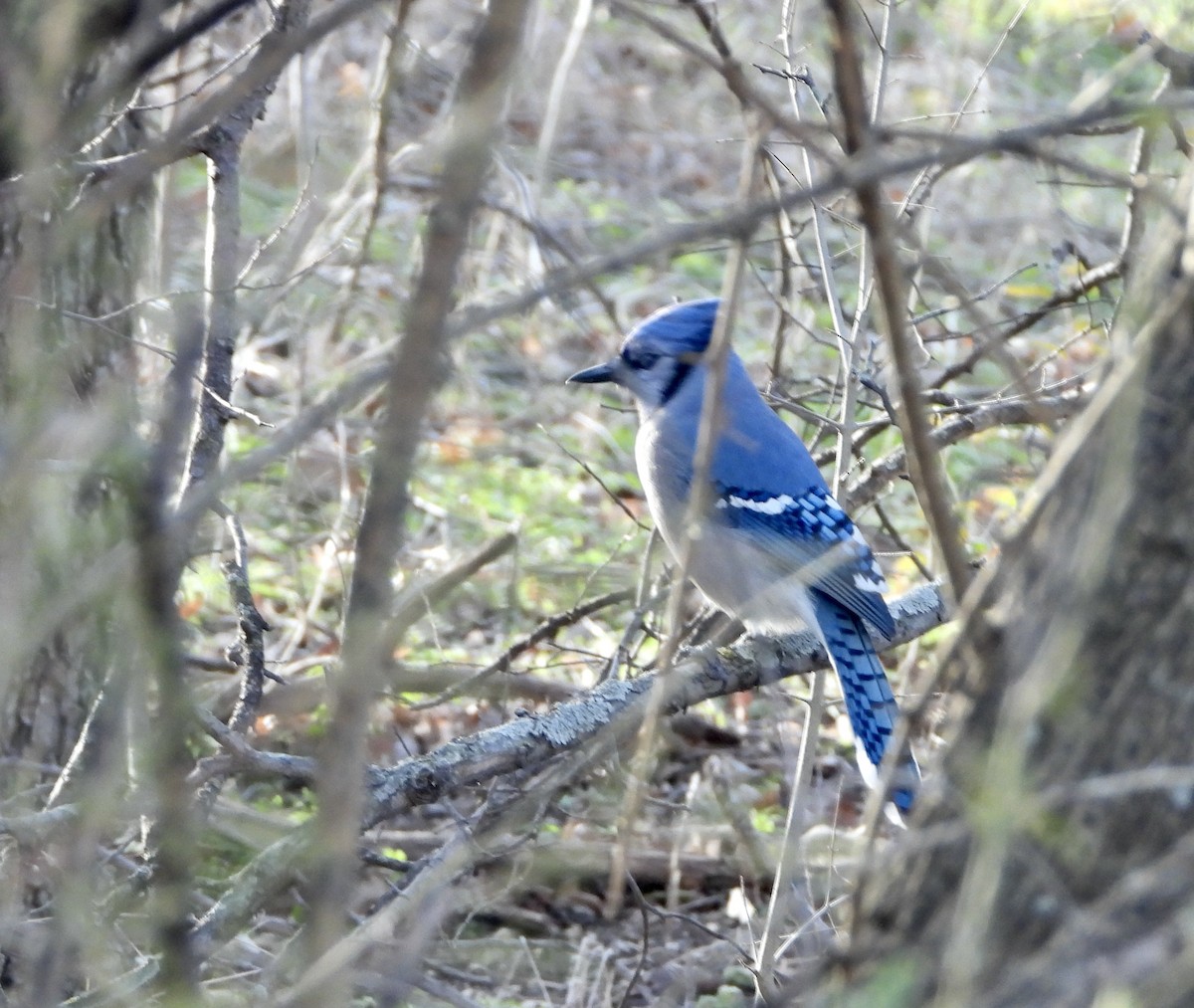 Blue Jay - ML613695611