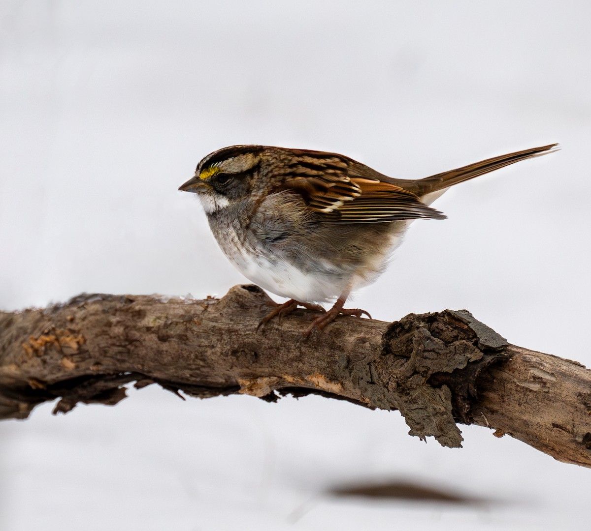 White-throated Sparrow - Peter Rosario