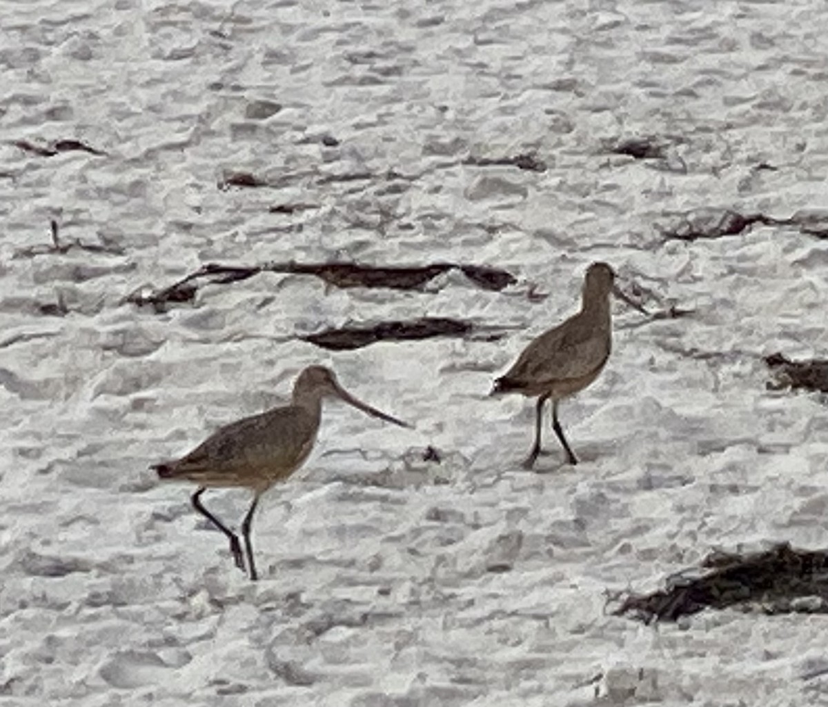 Marbled Godwit - ML613695662