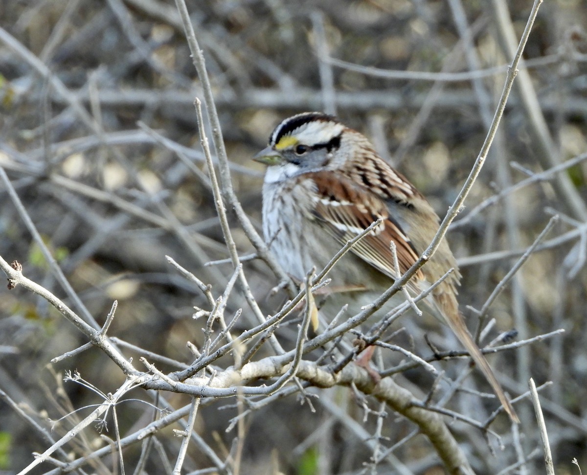White-throated Sparrow - ML613695685