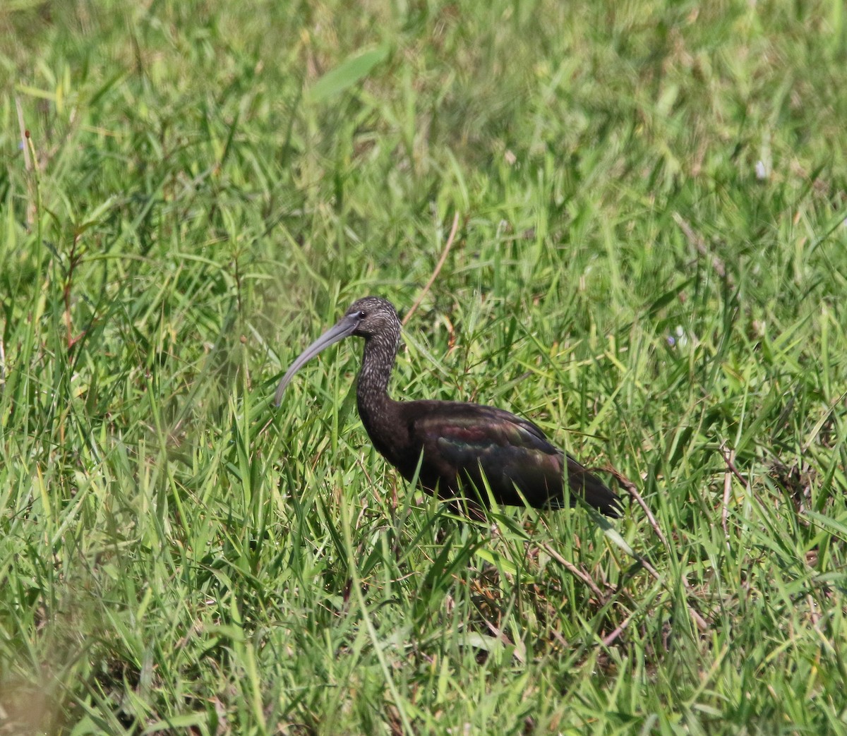 Glossy Ibis - ML613695687