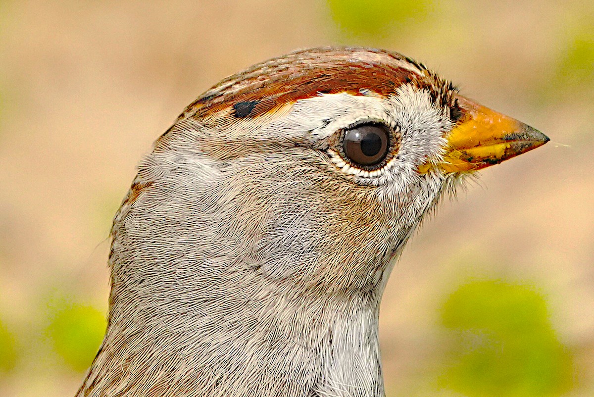 White-crowned Sparrow - James Bourne