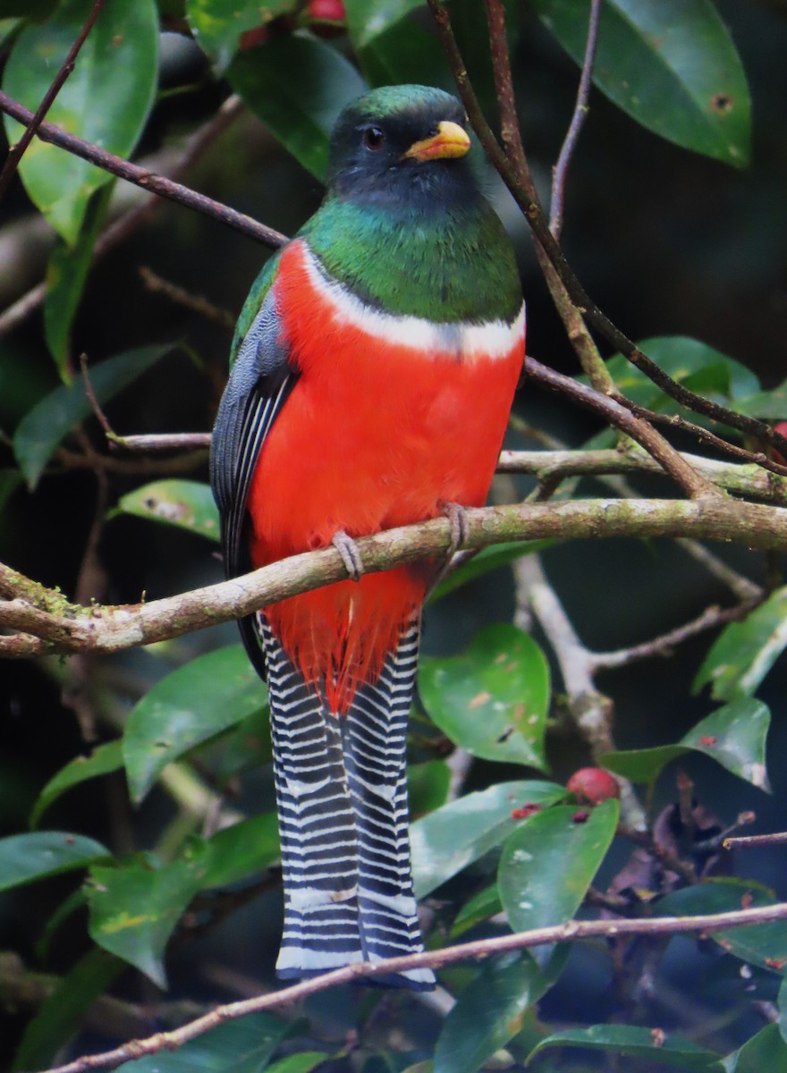 Collared Trogon - ML613695862