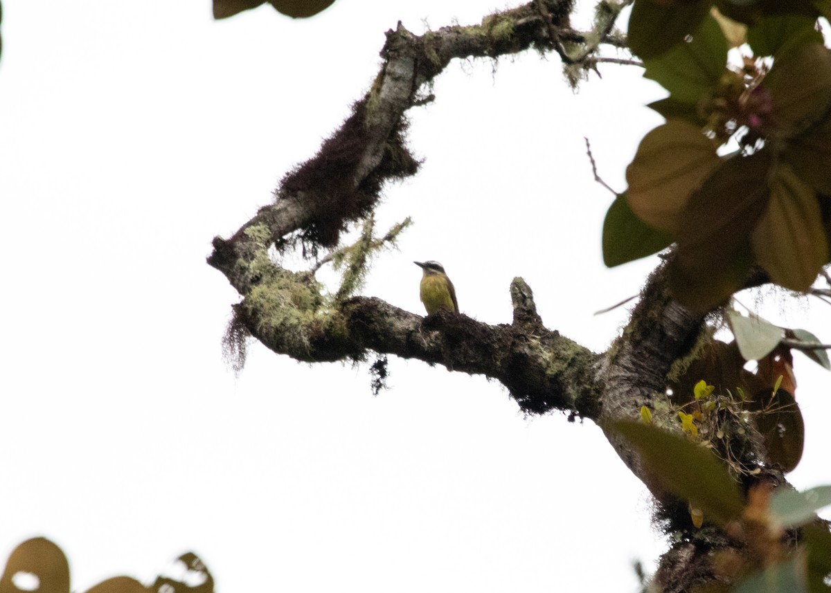 Golden-bellied Flycatcher - Silvia Faustino Linhares