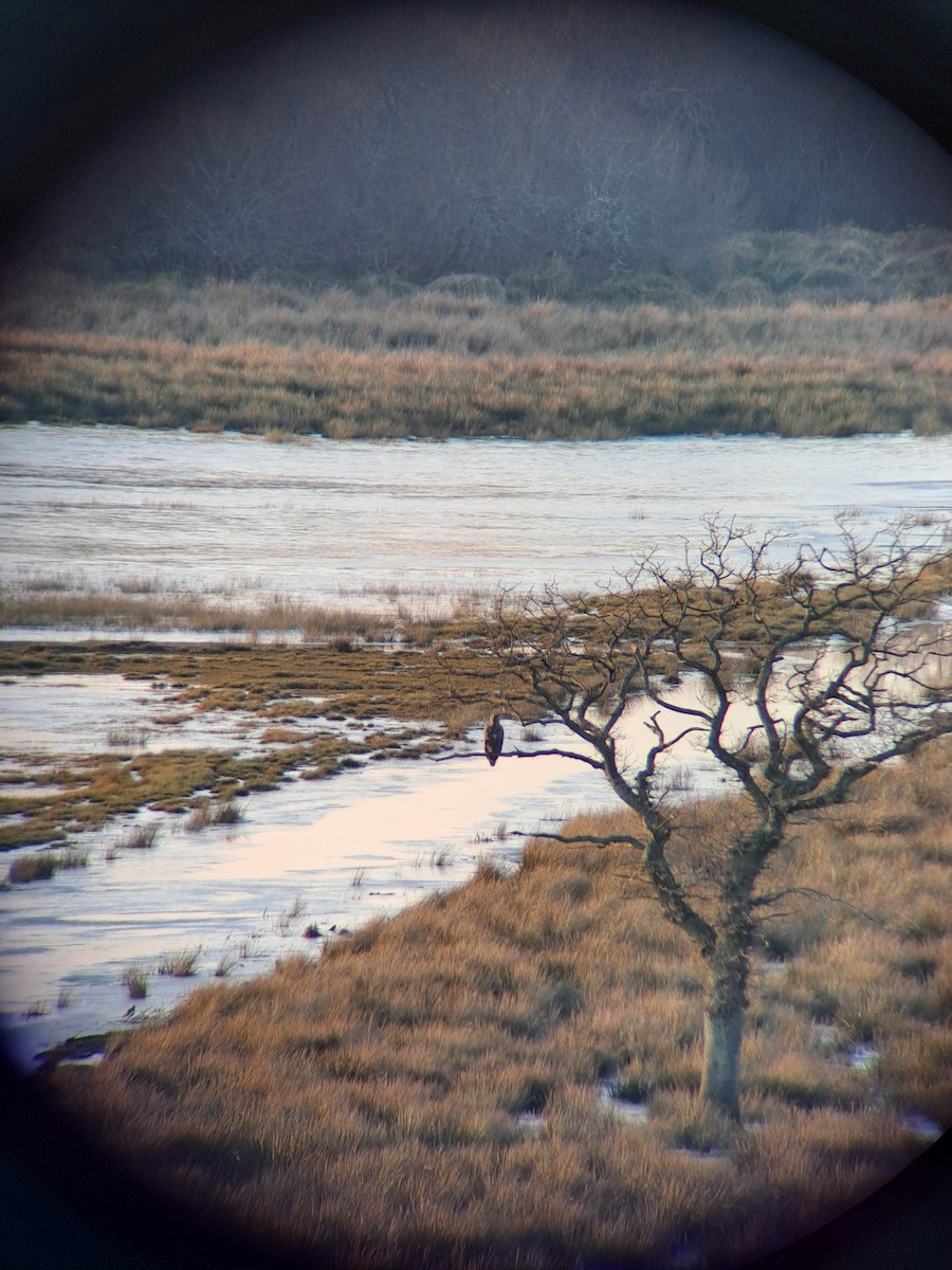 White-tailed Eagle - ML613696148