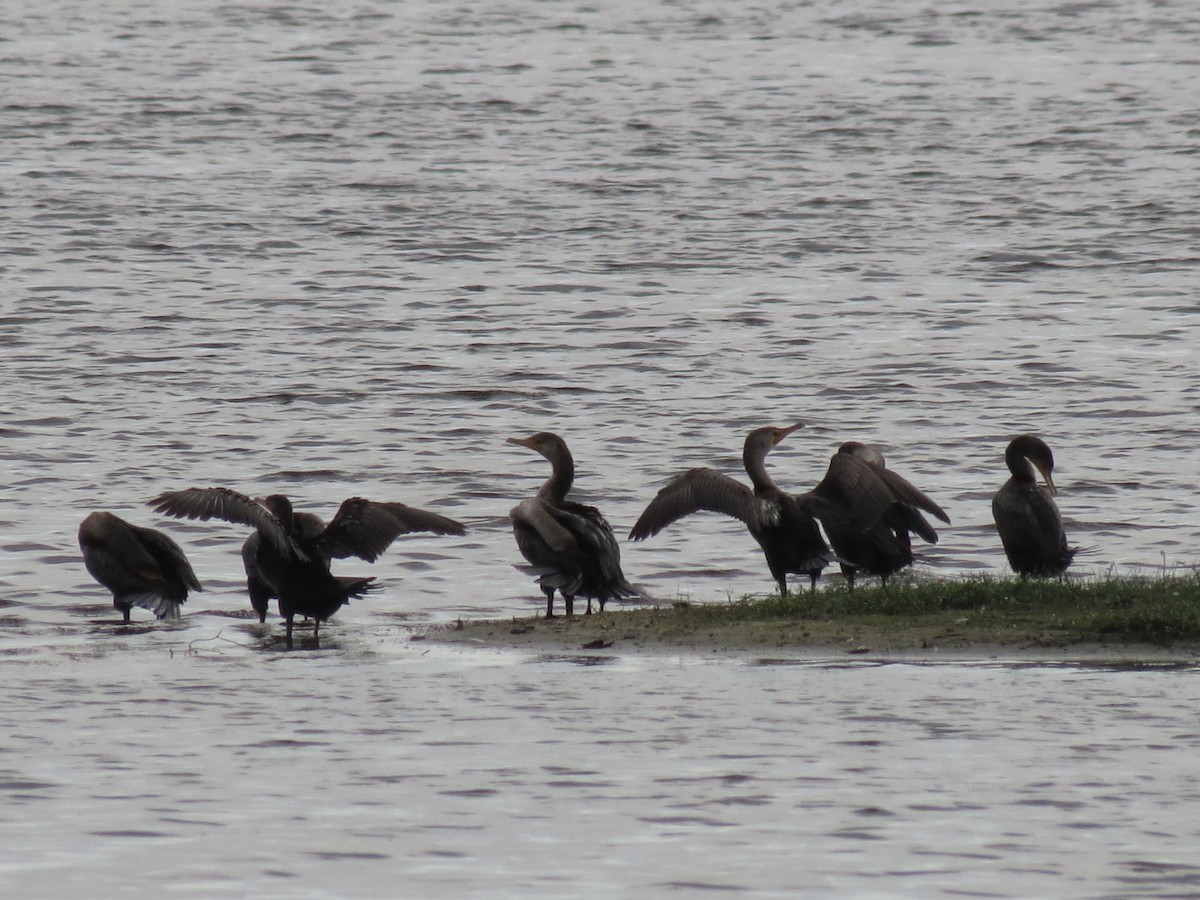 Double-crested Cormorant - ML613696206