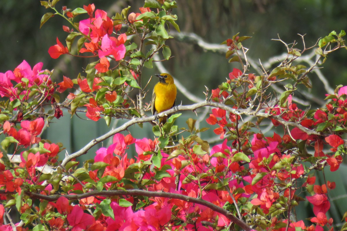 Black-vented Oriole - ML613696271