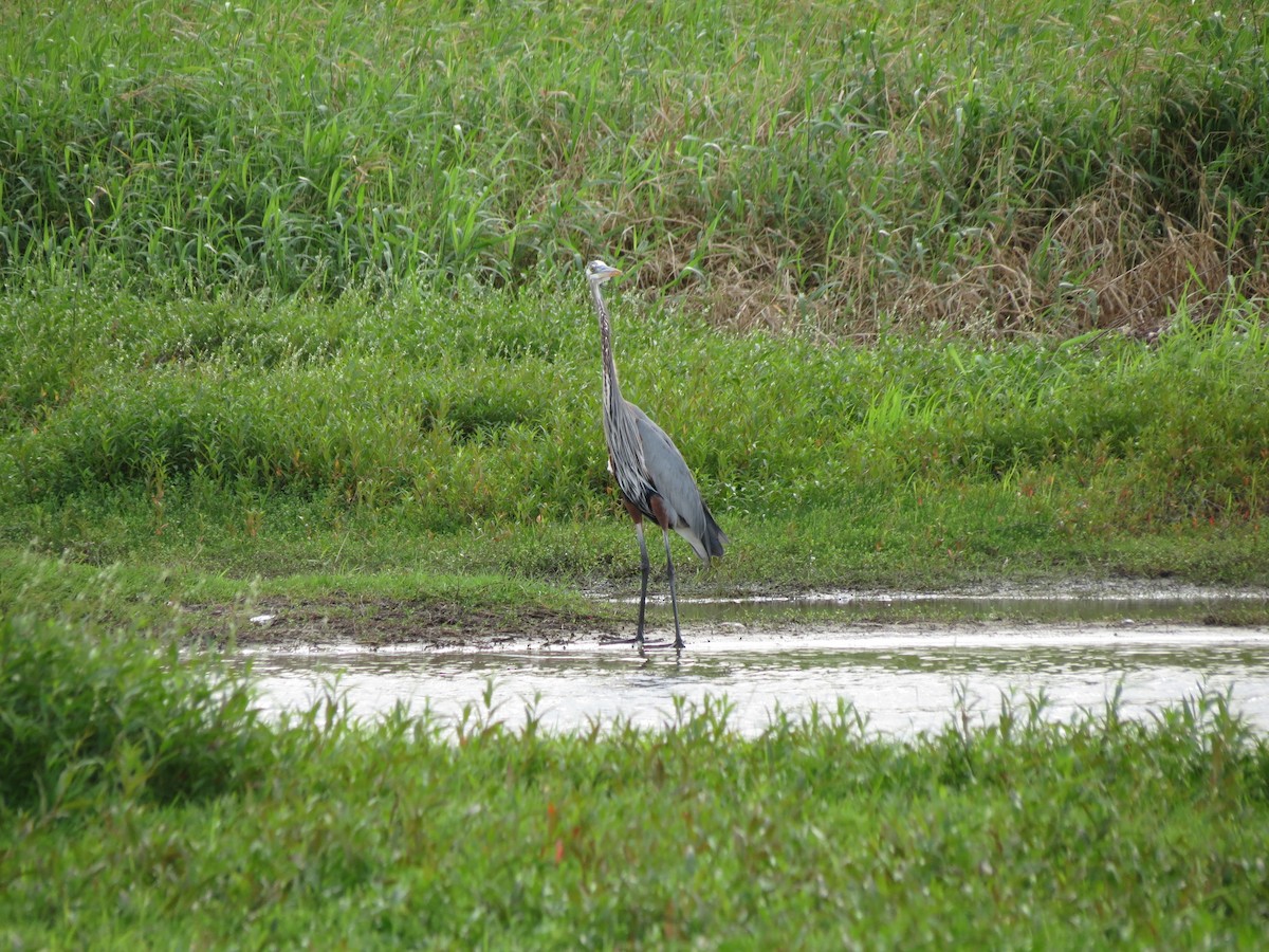 Great Blue Heron - ML613696277