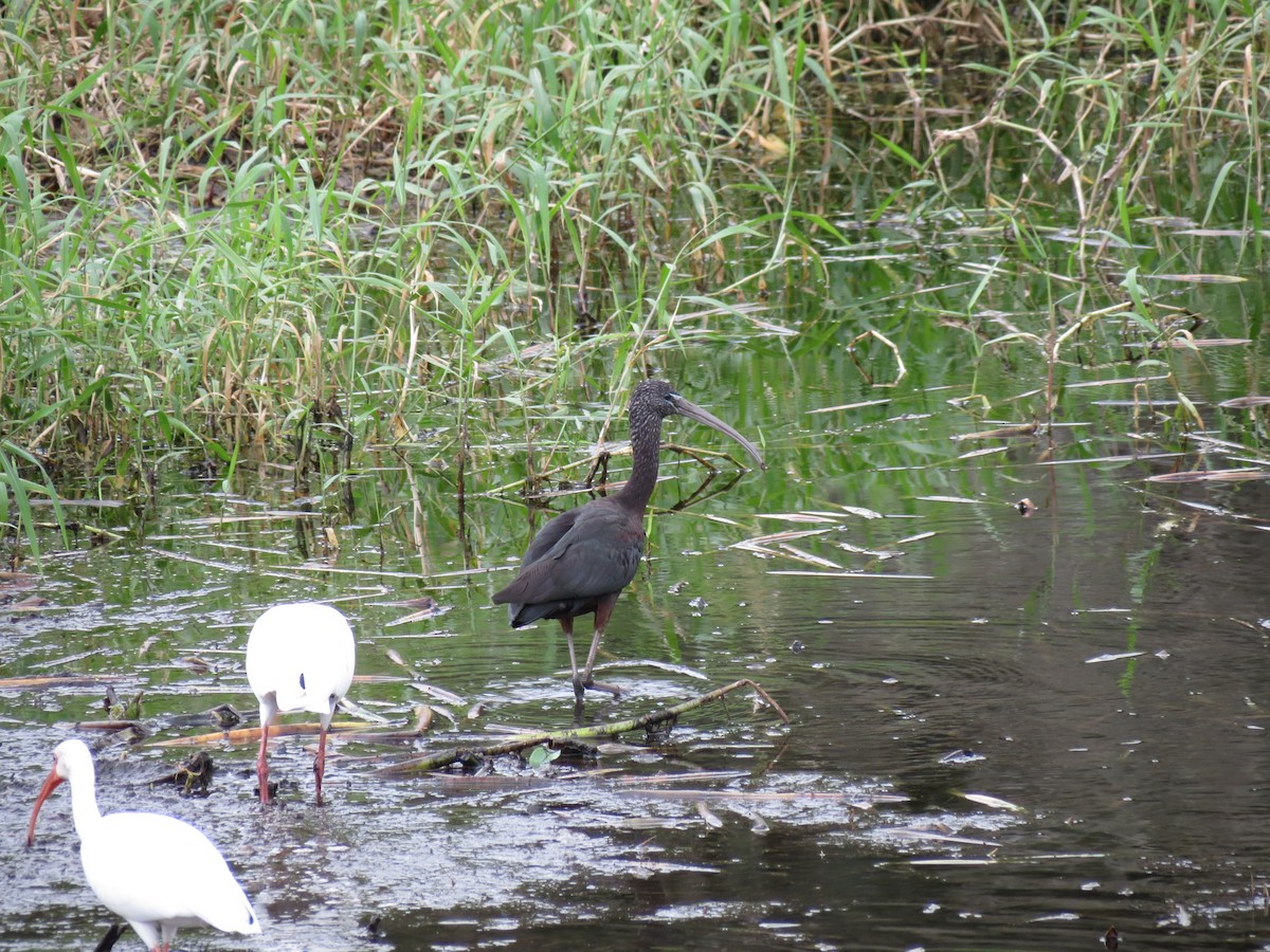 Glossy Ibis - ML613696311