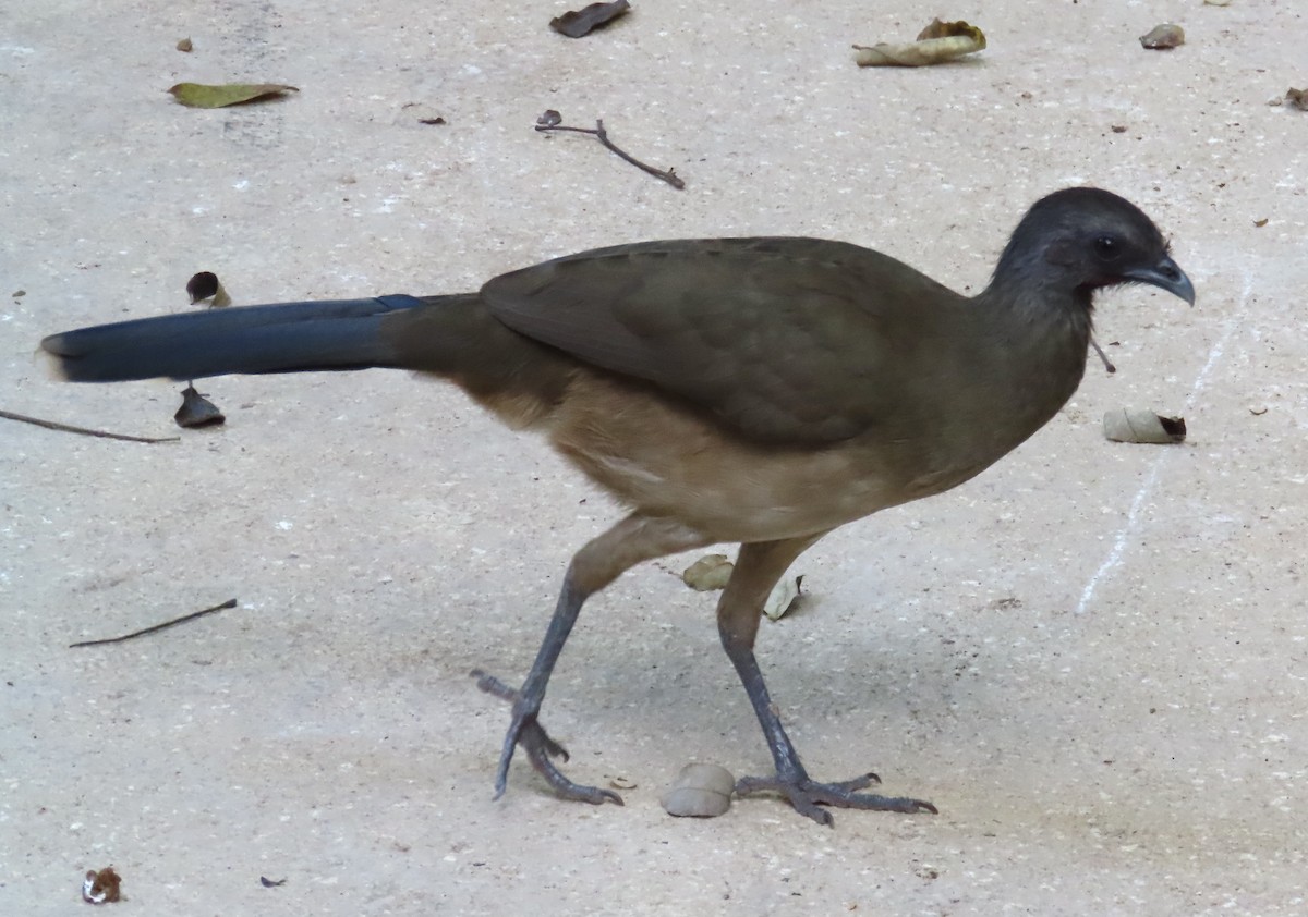 Chachalaca Norteña - ML613696326