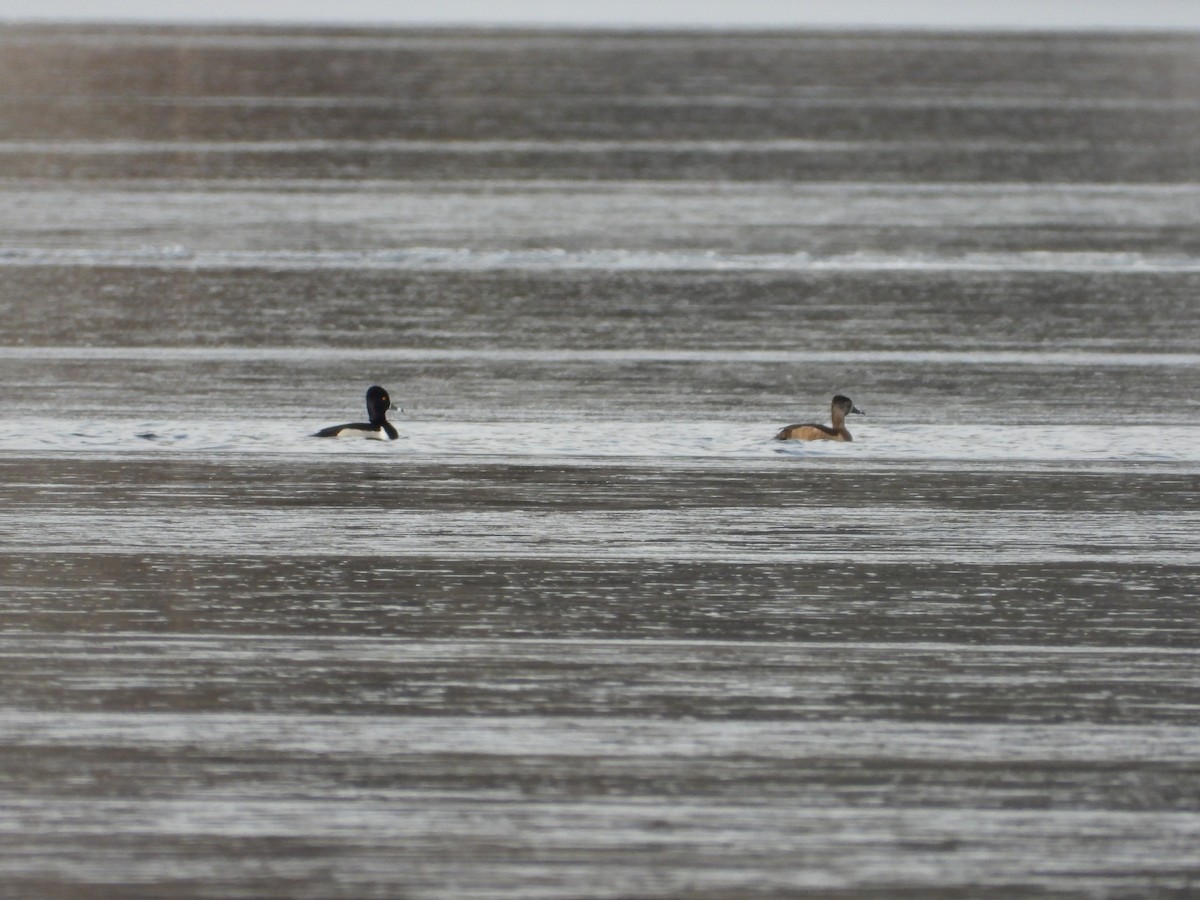 Ring-necked Duck - ML613696419