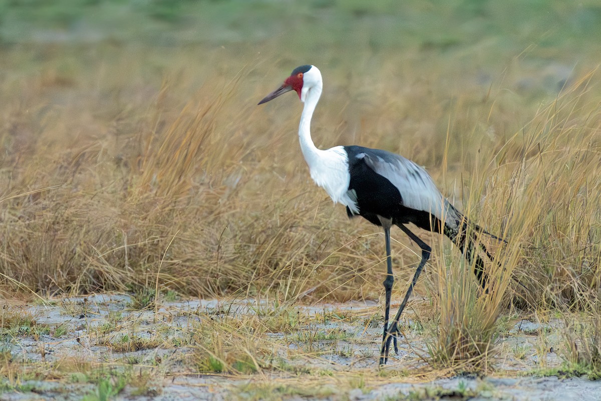 Wattled Crane - ML613696445