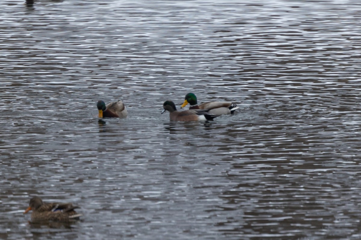 American Wigeon - Rich Kelley