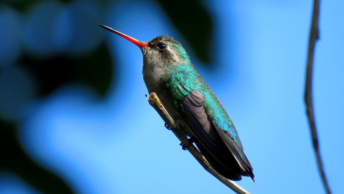 kolibřík lesklobřichý - ML613696497