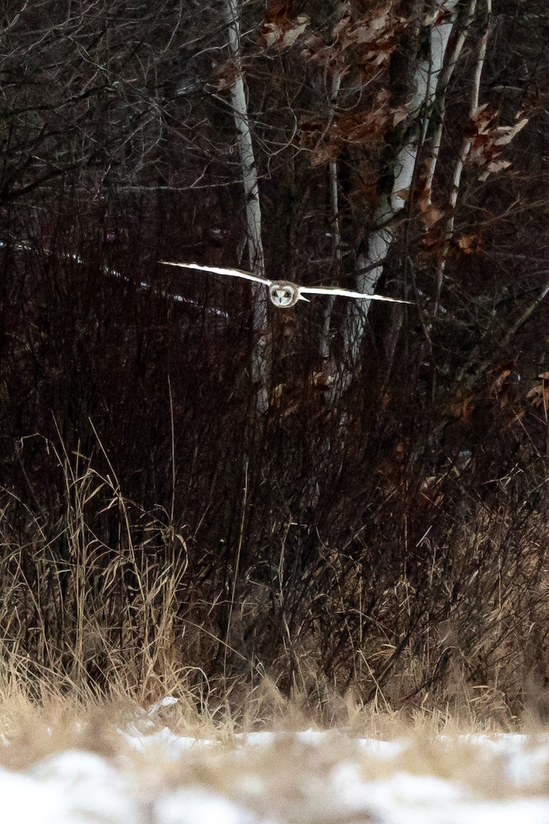 Short-eared Owl - ML613696523