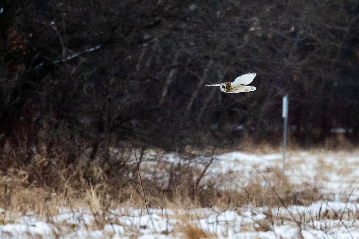 Short-eared Owl - ML613696524