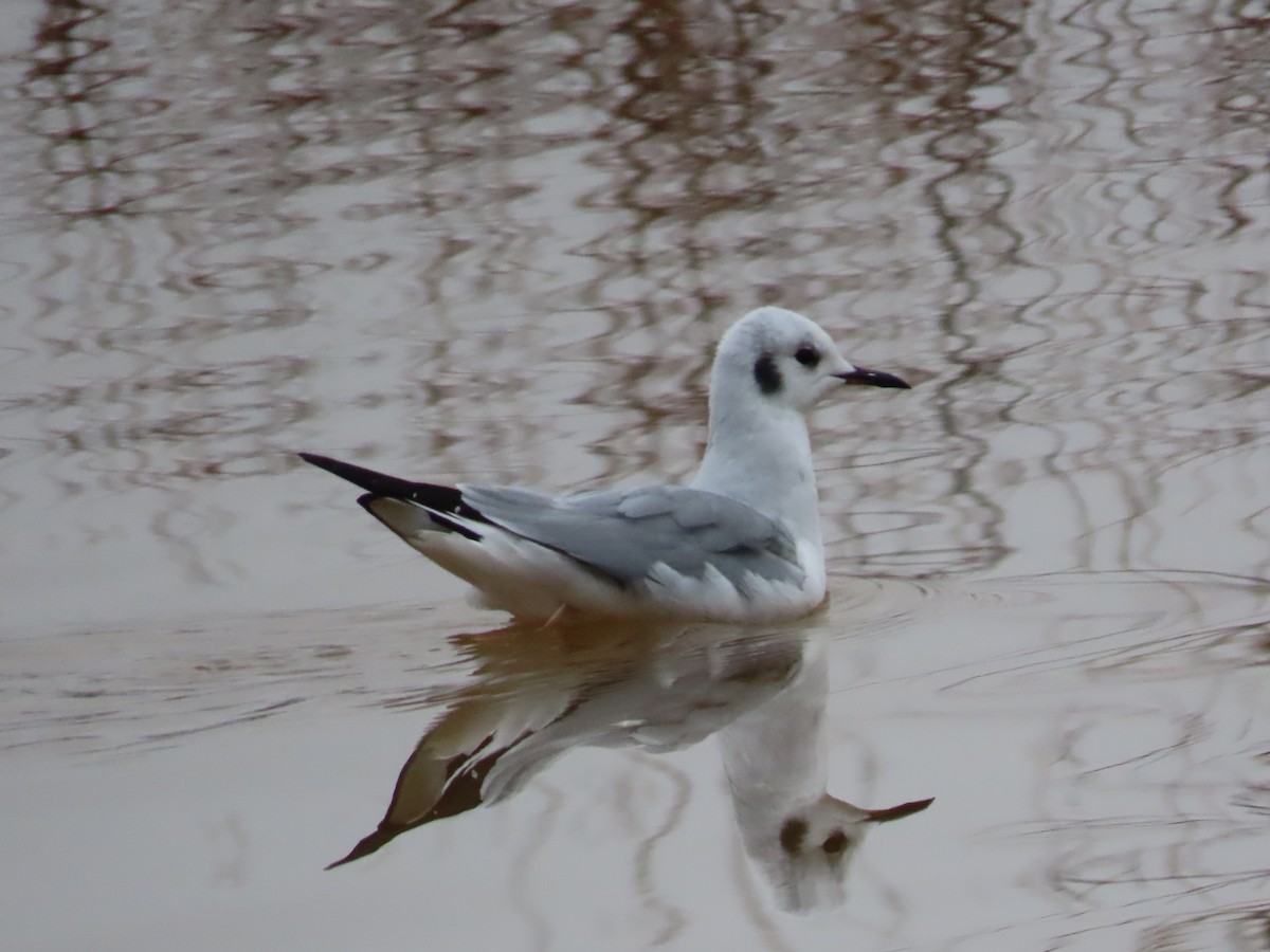 Bonaparte's Gull - ML613696614