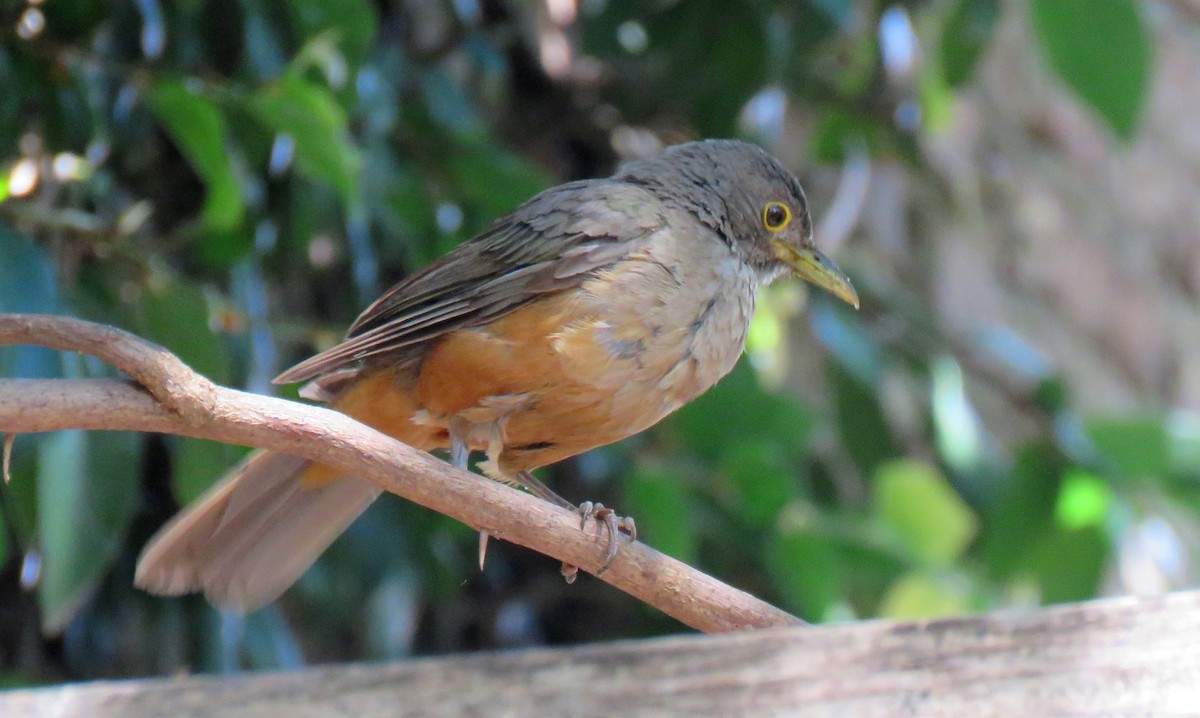 Rufous-bellied Thrush - ML613696739